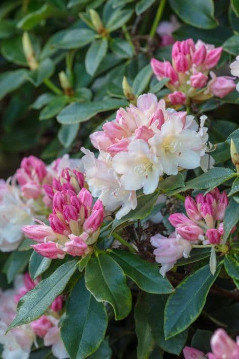 rhododendron 'Golden Torch'