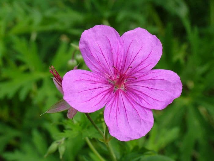 Kyushiu creeping cranesbill