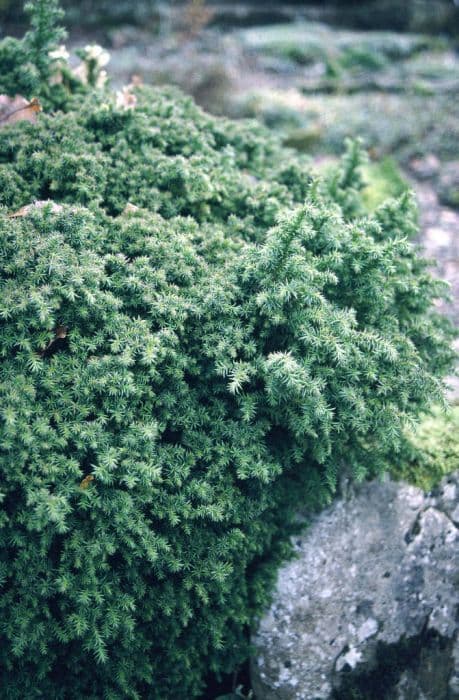 Japanese cedar 'Vilmoriniana'