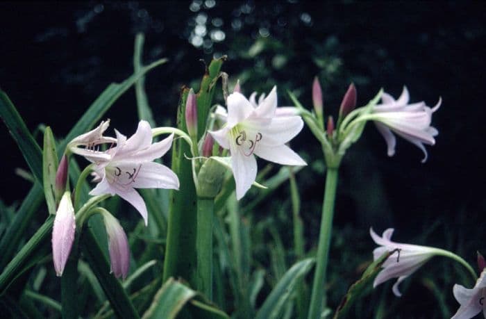 swamp lily