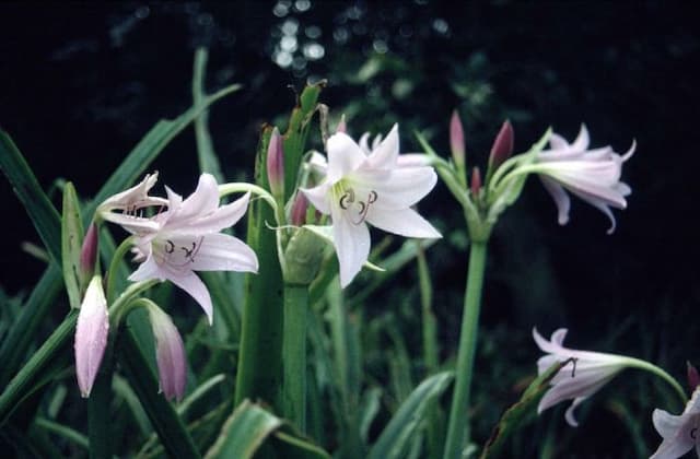 Swamp lily