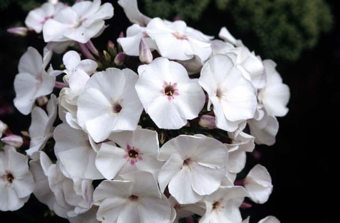 perennial phlox 'Blue Ice'