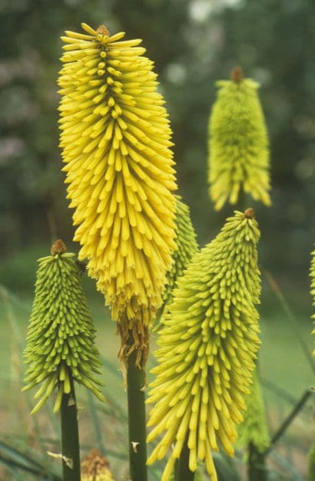 red-hot poker 'Wrexham Buttercup'