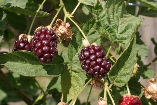 Thornless boysenberry