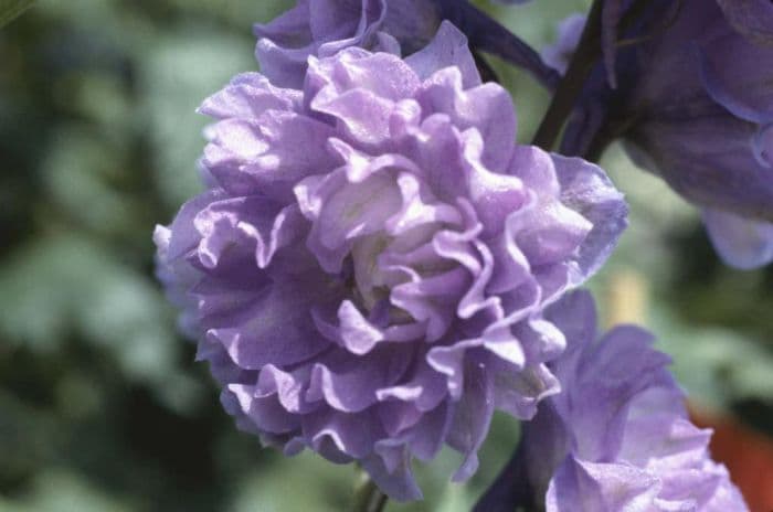 larkspur 'Can-Can'