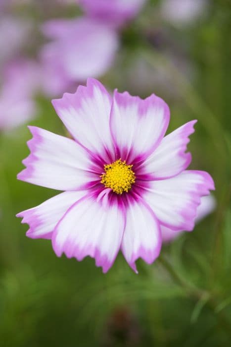 cosmea 'Capriola'