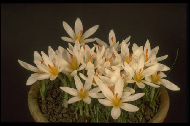 Maly crocus