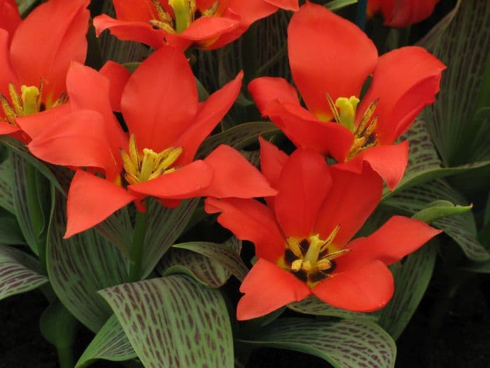 tulip 'Red Riding Hood'