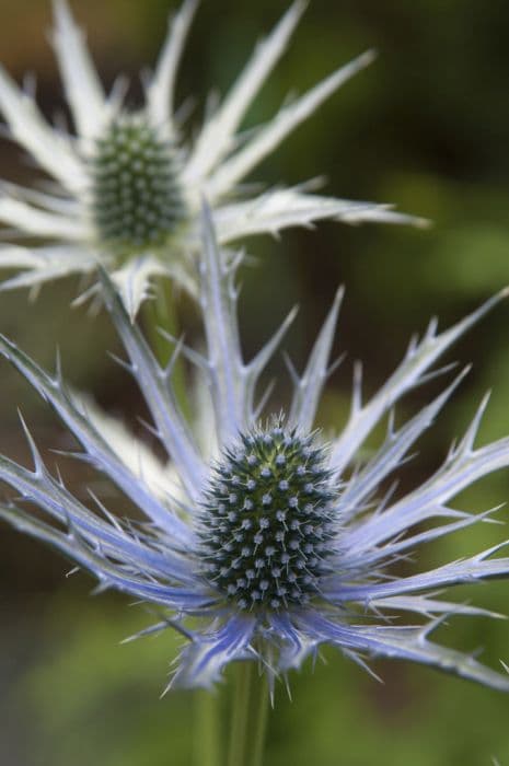 sea holly 'Jos Eijking'