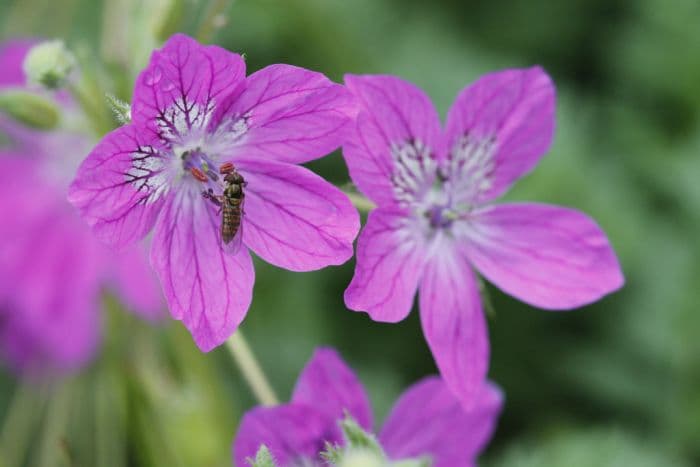 Manescau storksbill