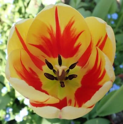 Tulip 'Burning Heart'