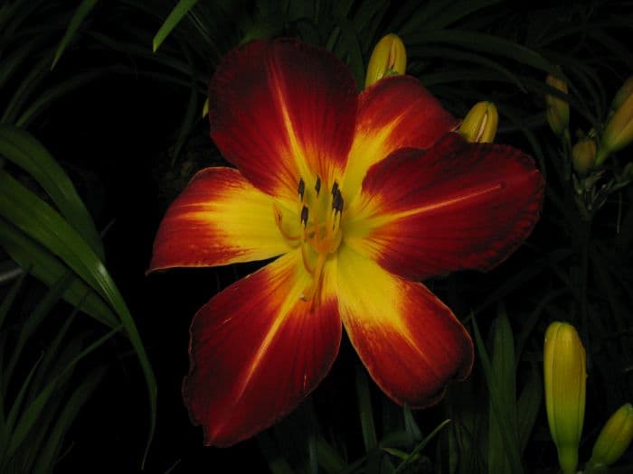 daylily 'Ruby Spider'