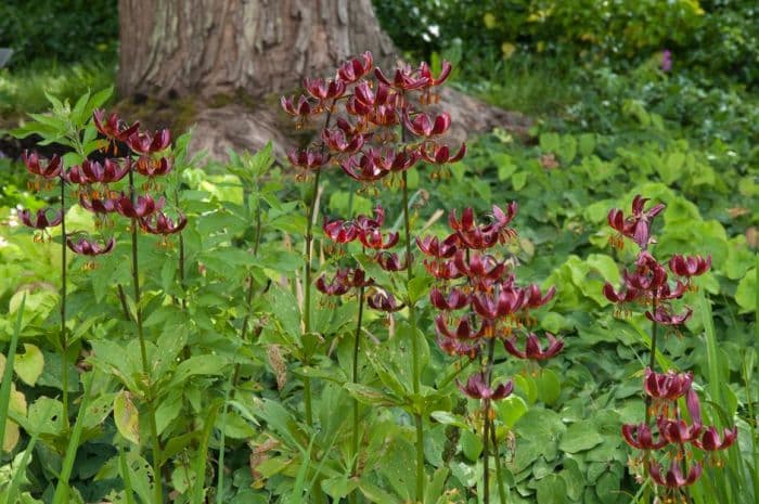 lily 'Claude Shride'