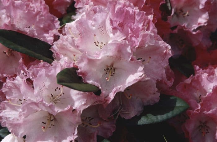 rhododendron 'Rendezvous'