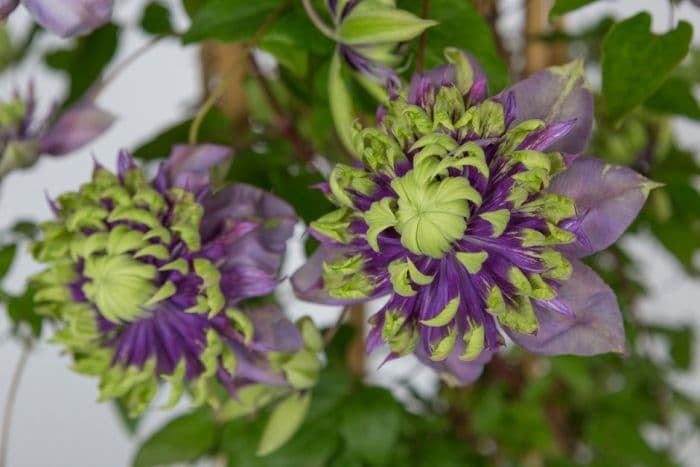 clematis 'Taiga'