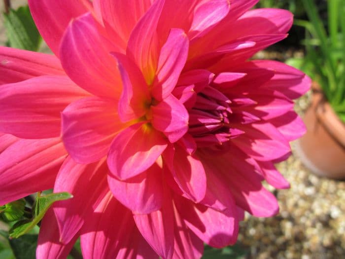 dahlia 'Karma Fuchsiana'