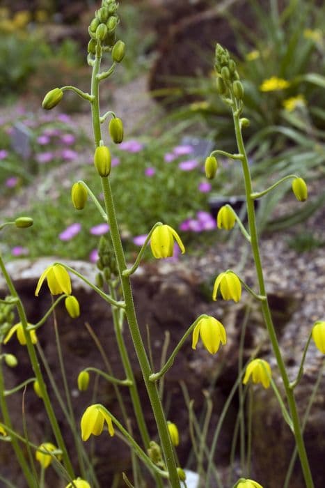 Shaw's albuca