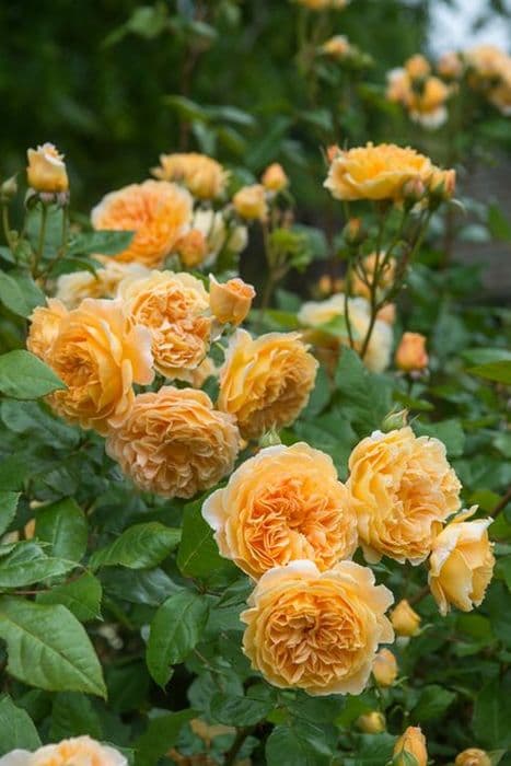 Rose [Crown Princess Margareta]