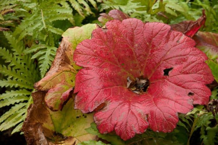 umbrella plant