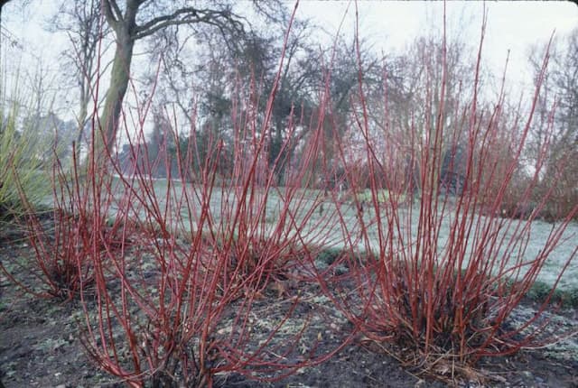 Siberian dogwood