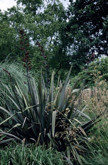 New Zealand flax Purpureum Group