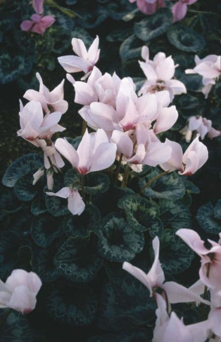 cyclamen 'Sierra Pink with Eye'