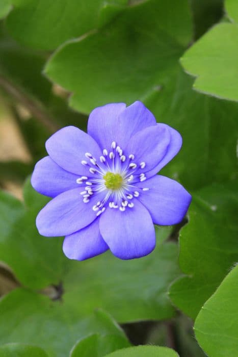 large blue hepatica 'Blue Jewel'