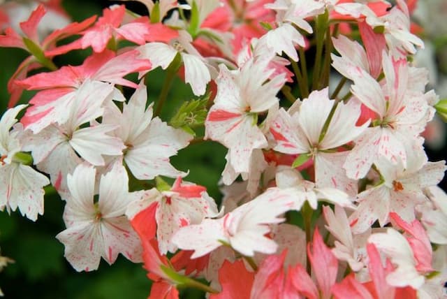 Pelargonium 'Annsbrook Jupiter'