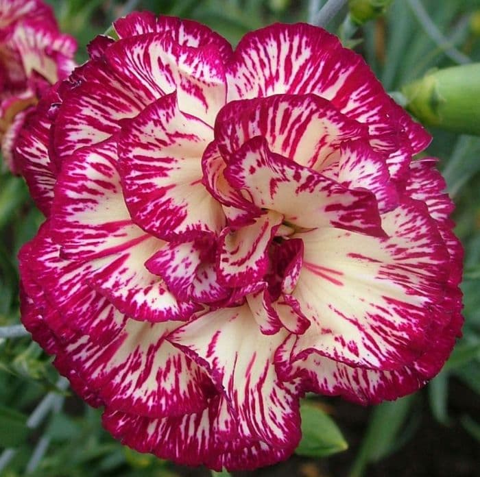 carnation 'Spinfield Joy'