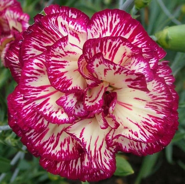 Carnation 'Spinfield Joy'