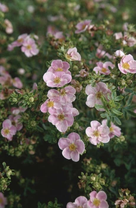 shrubby cinquefoil 'New Dawn'