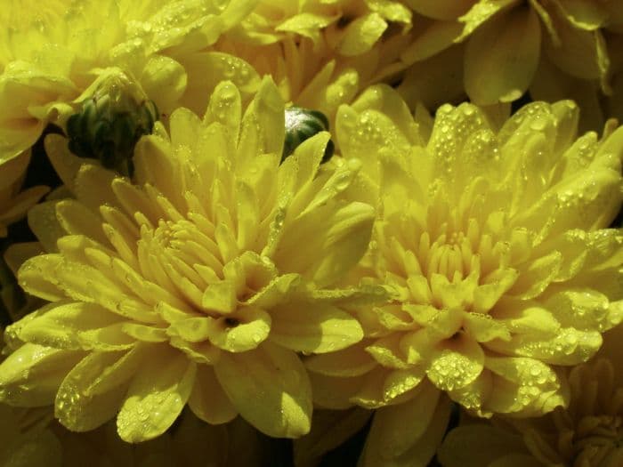 chrysanthemum 'Filmstar'