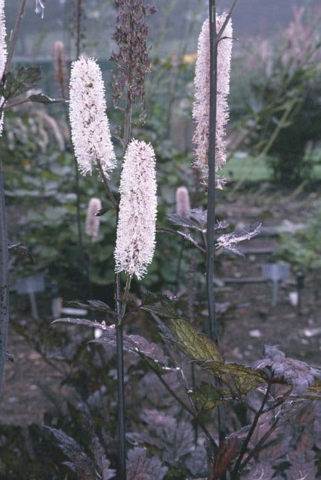 baneberry 'Hillside Black Beauty'