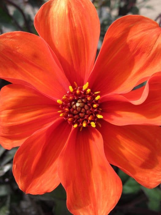 dahlia 'Bishop of Oxford'