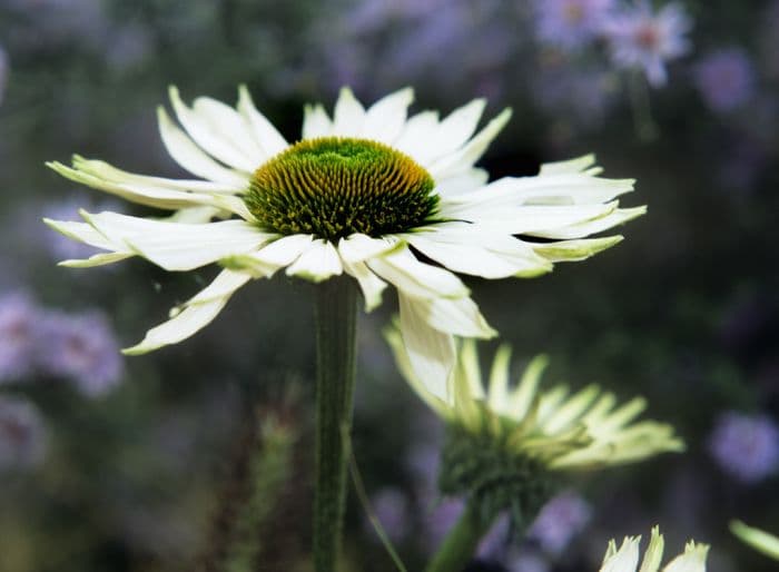 purple coneflower 'Fragrant Angel'