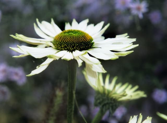 Purple coneflower 'Fragrant Angel'