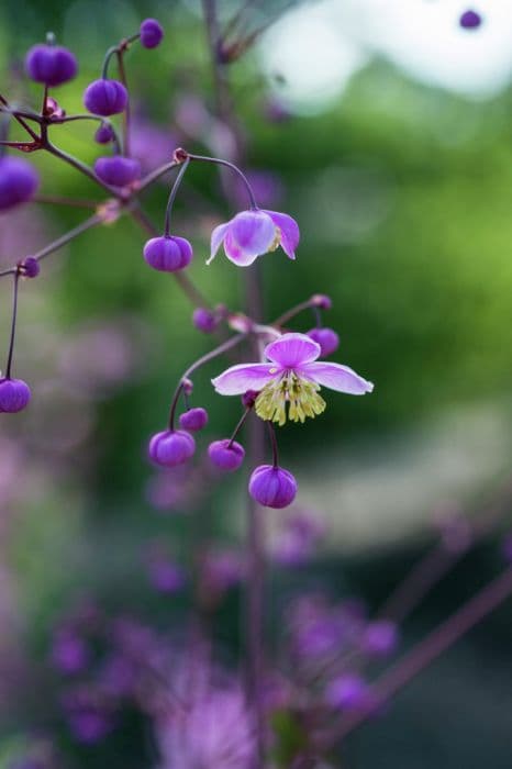 elegant Chinease meadow rue