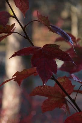 Chang's sweet gum 'Burgundy Flush'