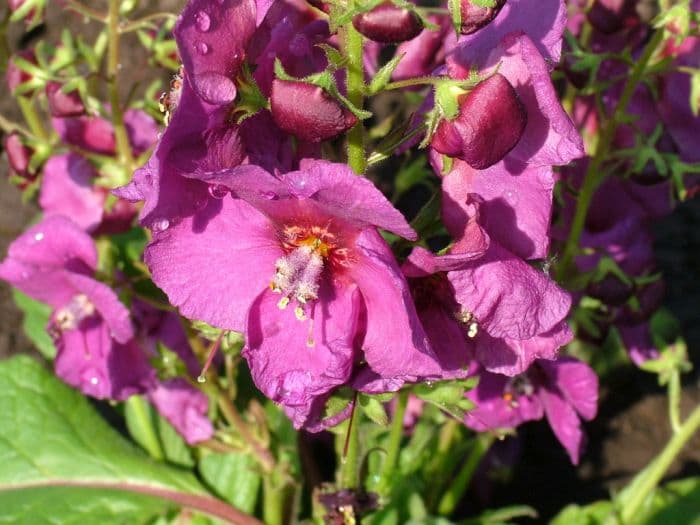 mullein 'Plum Smokey'