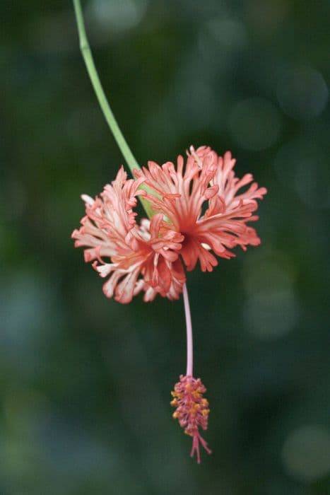 Japanese hibiscus