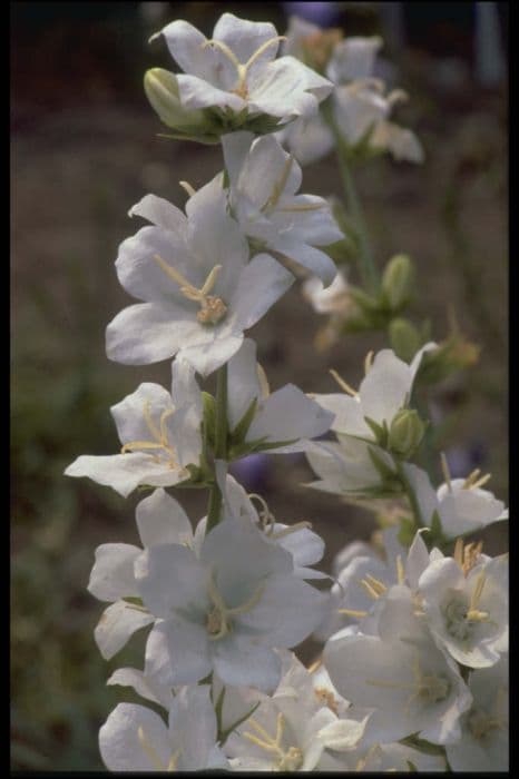 great bellflower 'Alba'