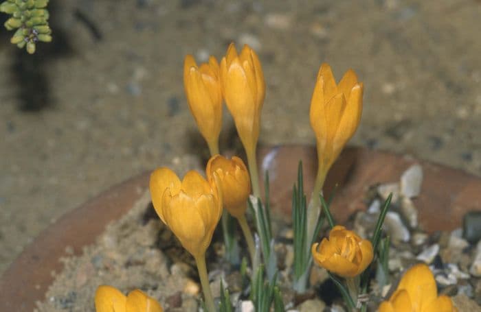 yellow crocus