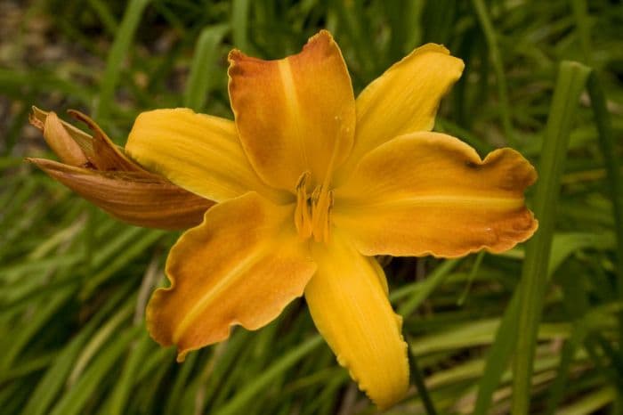 daylily 'Frans Hals'