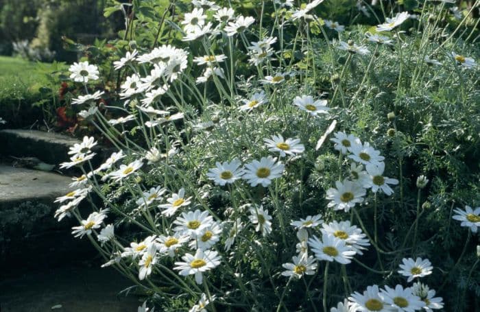 Sicilian chamomile