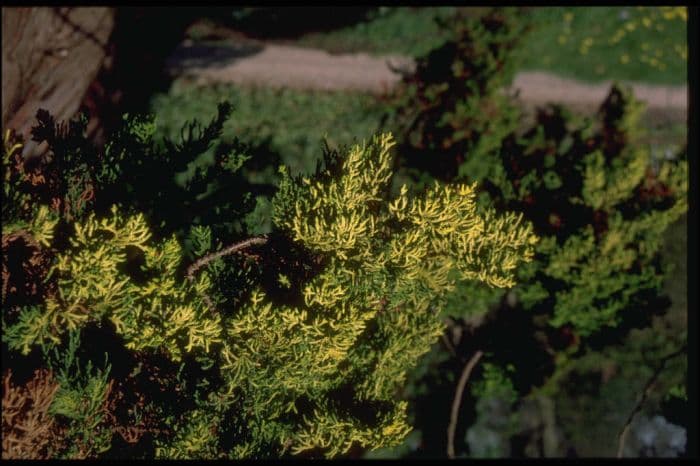 Hinoki cypress 'Tetragona Aurea'