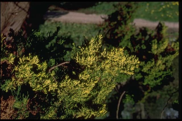 Hinoki cypress 'Tetragona Aurea'