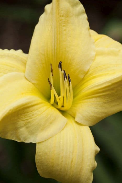 daylily 'Beloved Returns'