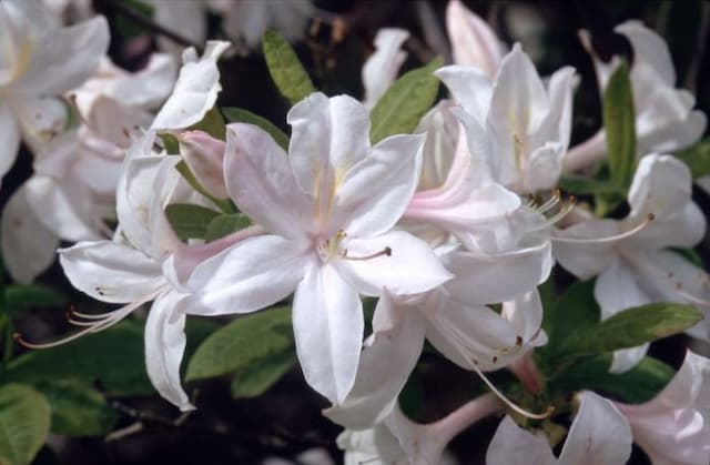 Rhododendron 'White Lights'
