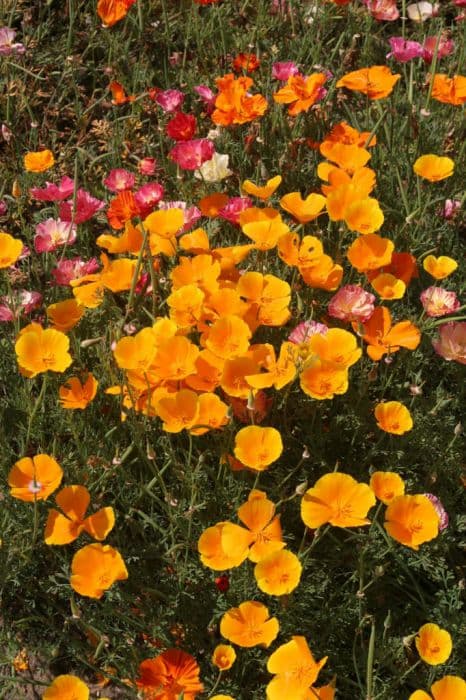 California poppy