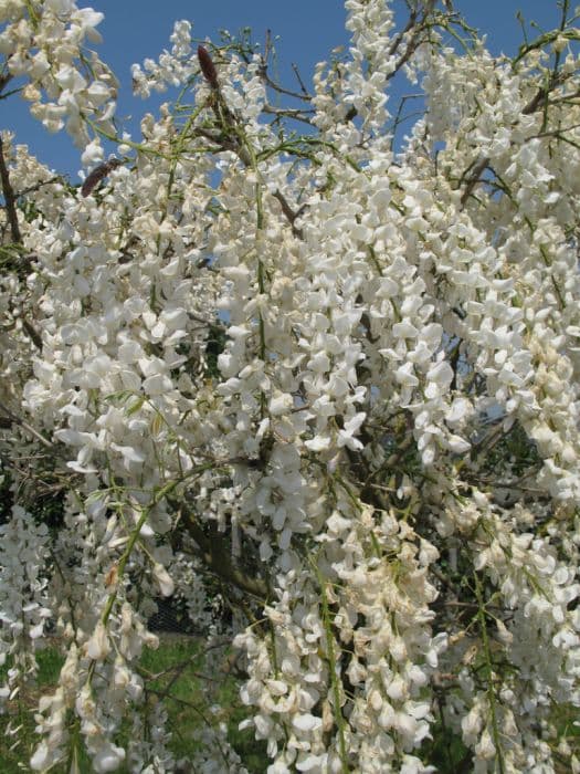 Chinese wisteria 'Jako'